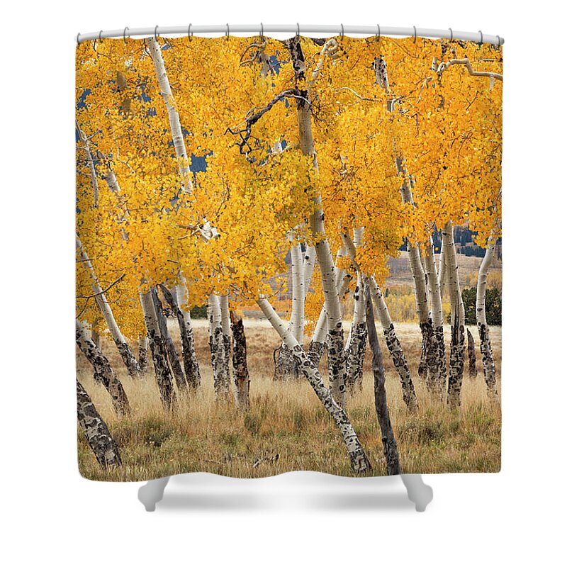 Aspen Shower Curtain featuring the photograph Twisted Sisters by Denise Bush
