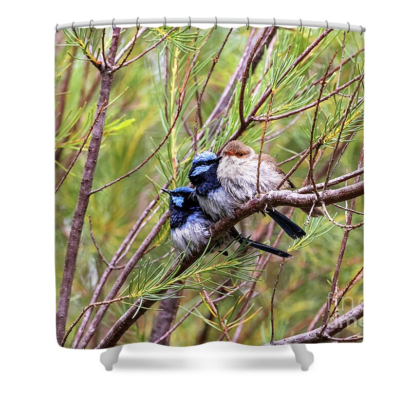 Environment Shower Curtain featuring the photograph Two adult males and a female Superb fairy wren, malurus cyaneus, against foliage background with space for text. Healesville, Victoria, Australia by Jane Rix