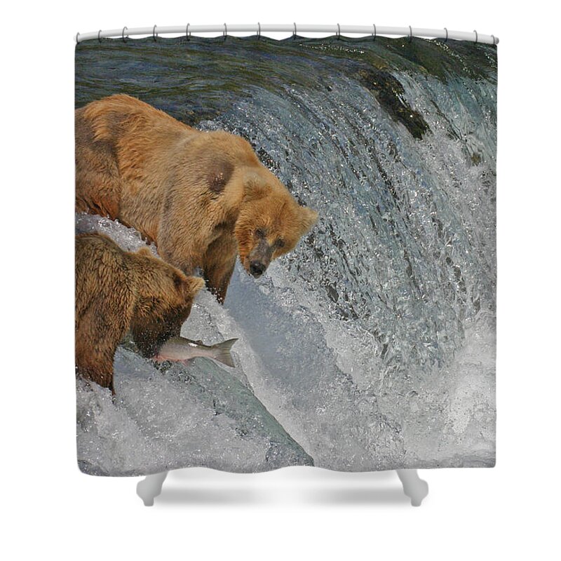 Bear Shower Curtain featuring the photograph Two Bears one catch by Ed Stokes