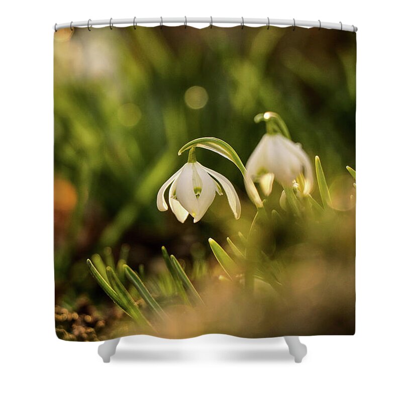 Galanthus Nivalis Shower Curtain featuring the photograph Galanthus nivalis at spring by Vaclav Sonnek