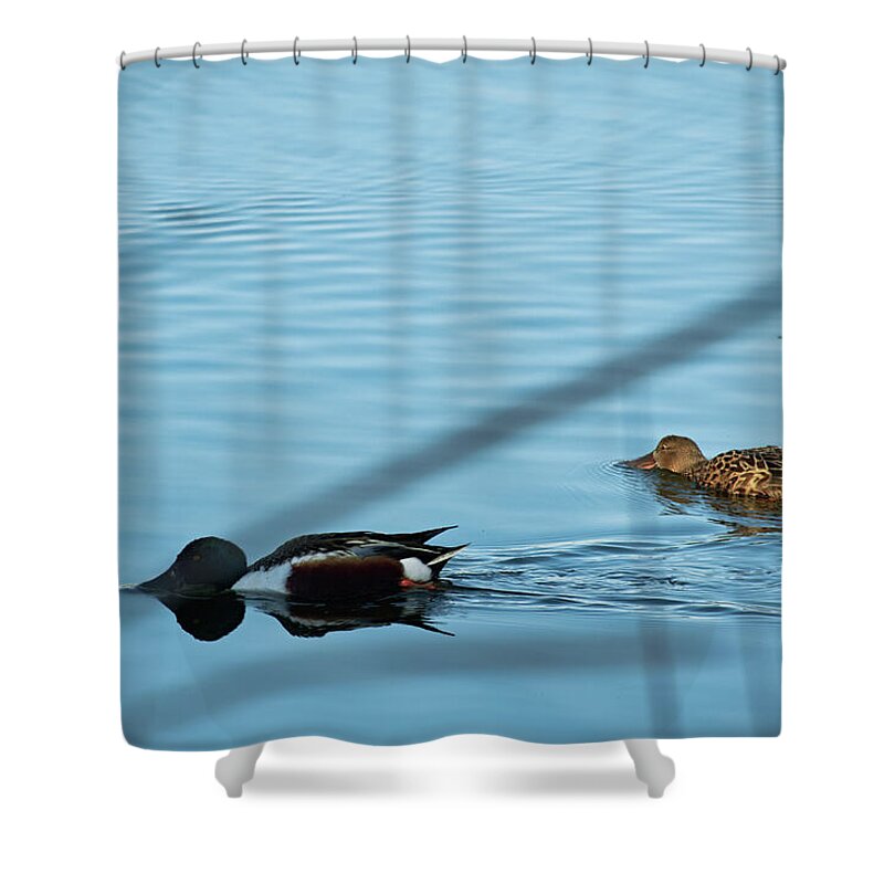 Ducks Shower Curtain featuring the photograph Two ducks on the lake by Angelo DeVal