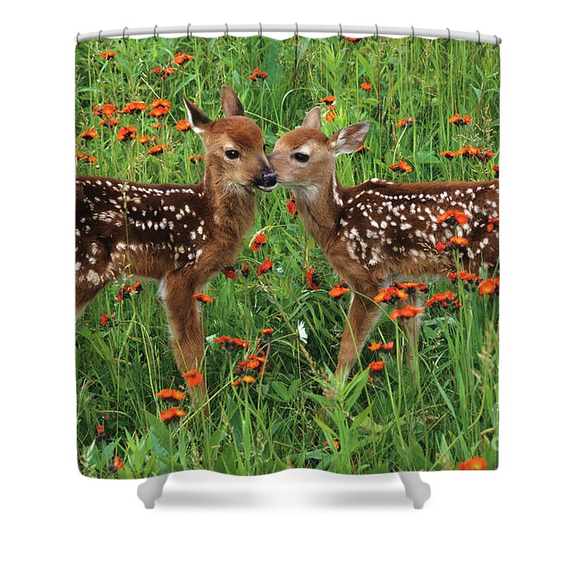 Deer Shower Curtain featuring the photograph Two Fawns Talking by Chris Scroggins