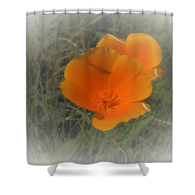 California Shower Curtain featuring the photograph Two Golden Poppies by Richard Thomas