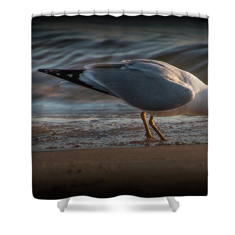 Nature Shower Curtain featuring the photograph Two Gulls on a Lake Michigan Beacg Foraging for Food by Randall Nyhof