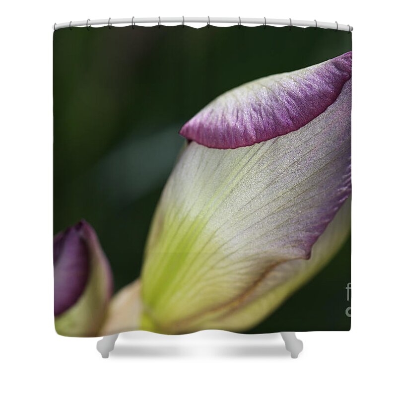 Two Iris Buds Reflect Shower Curtain featuring the photograph Two Iris Buds Reflect by Joy Watson