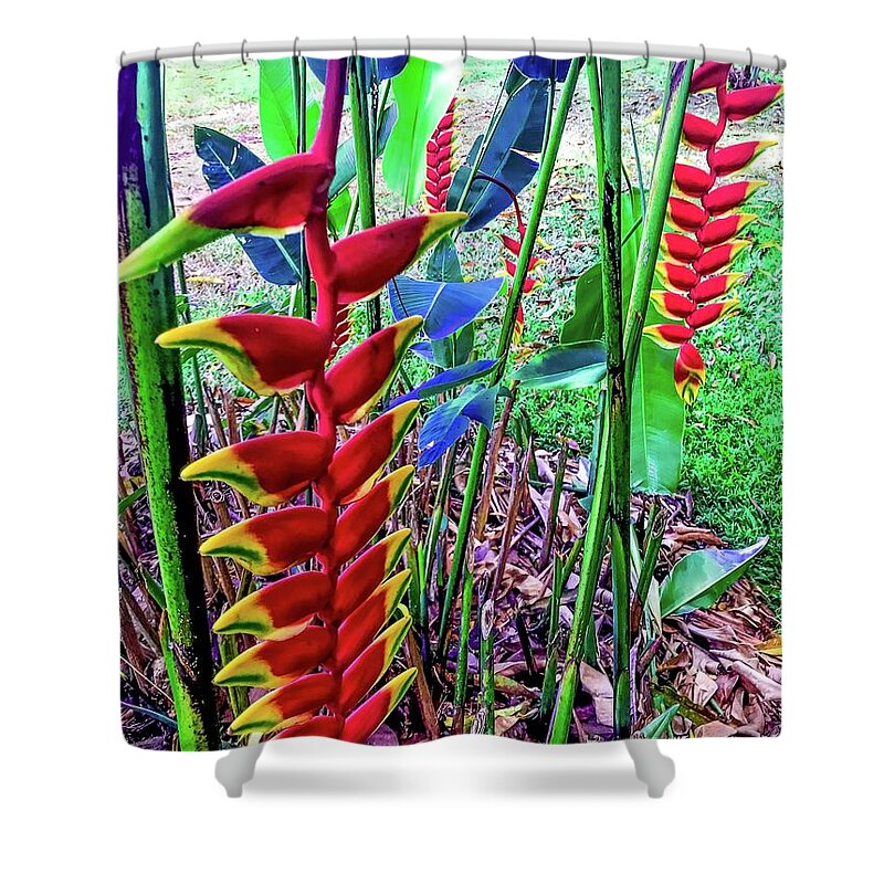 #flowersofoha #flowers #aloha #hawaii #puna #flowerpower #flowerpoweraloha #lobsterclaw #heliconia Shower Curtain featuring the photograph Two Lobster Claw Heliconia Aloha by Joalene Young