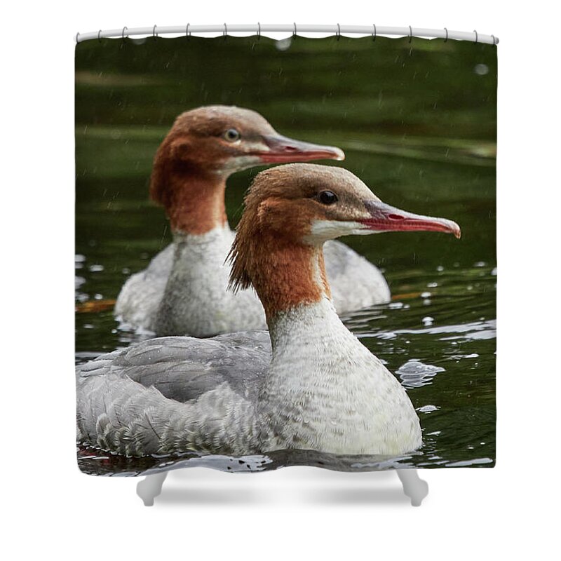 Finland Shower Curtain featuring the photograph Two of a kind. Common merganser by Jouko Lehto