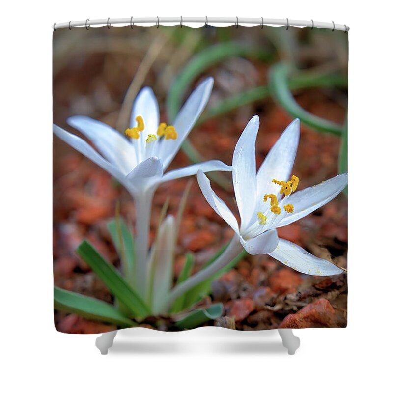 Wildflowers Shower Curtain featuring the photograph Two Sand Lilies by Bob Falcone