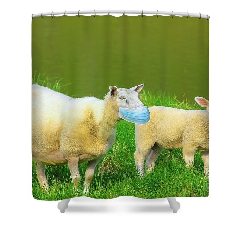 Sheeps Shower Curtain featuring the photograph Two sheeps with face mask by Benny Marty