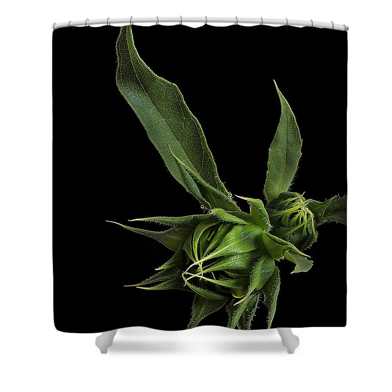 Wild Sunflower Buds Shower Curtain featuring the photograph Two Sunflower Buds by Endre Balogh