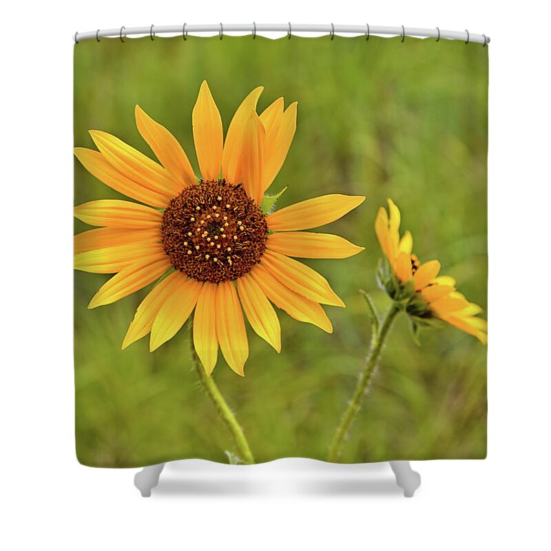 Sunflowers Shower Curtain featuring the photograph Two Sunflowers by Bob Falcone