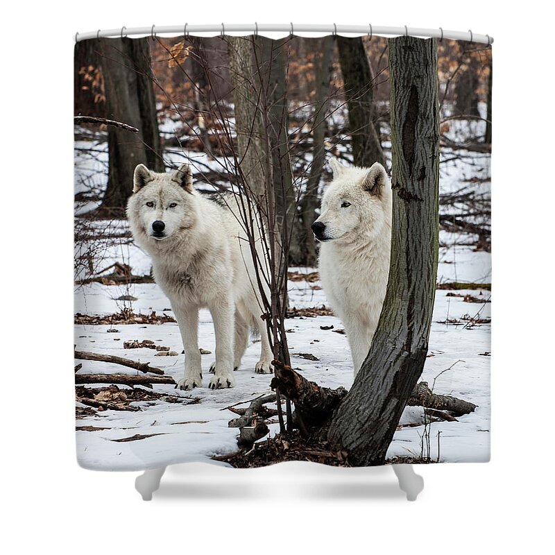 Wolf Shower Curtain featuring the photograph Two Wolves In The Woods by Gary Slawsky