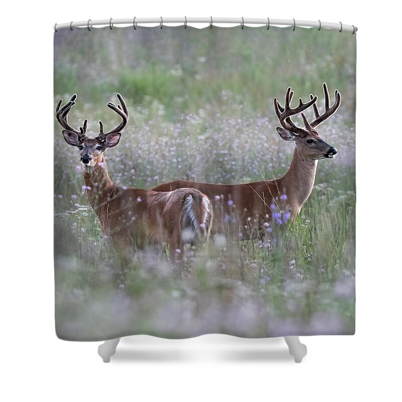 Deer Shower Curtain featuring the photograph Two's Company by James Overesch