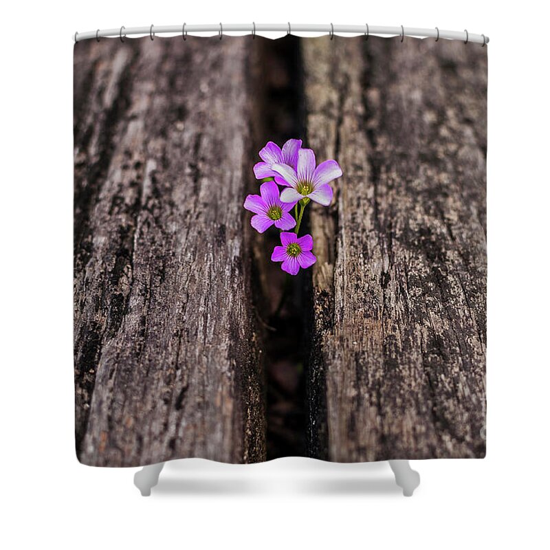 Flower Shower Curtain featuring the photograph Under the Boardwalk by Daniel M Walsh
