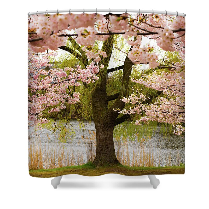 Tree Shower Curtain featuring the photograph Under the Cherry blossom by Aarthi Arunkumar