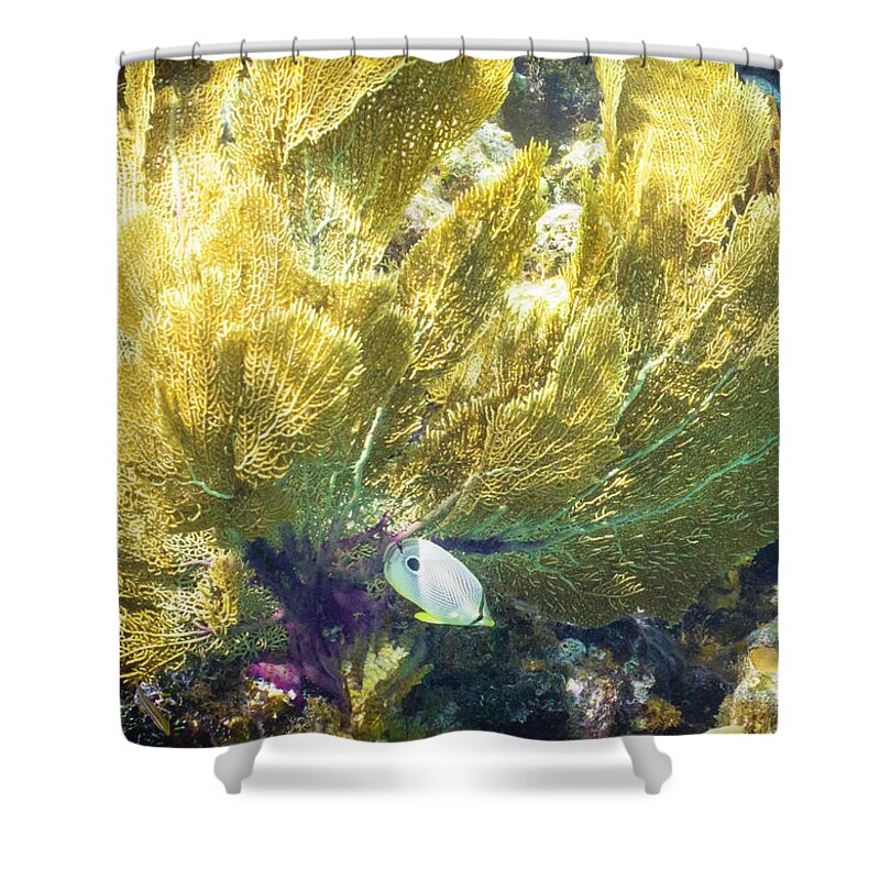 Ocean Shower Curtain featuring the photograph Undercover by Lynne Browne