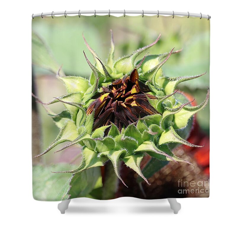 Sunflower Shower Curtain featuring the photograph Unfolding Orange Sunflower Square by Carol Groenen