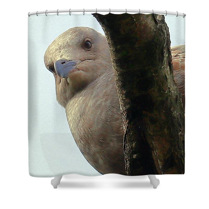 Seagull Shower Curtain featuring the photograph Unmitigated Gull by Kimberly Furey