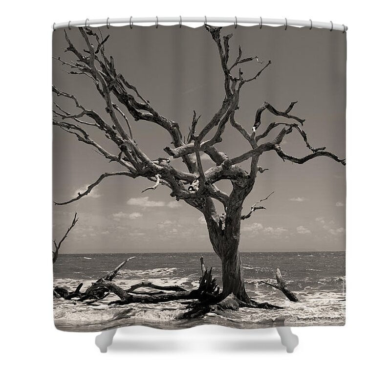 Tree Shower Curtain featuring the photograph Unrelenting in sepia by Mary Haber