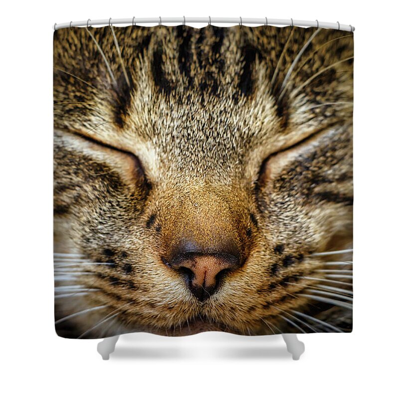 Cat Shower Curtain featuring the photograph Up Close and Personal with Kitty by Rick Deacon