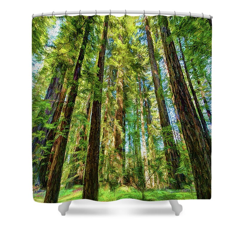 California Shower Curtain featuring the photograph Up Into the California Redwoods ap 120 by Dan Carmichael