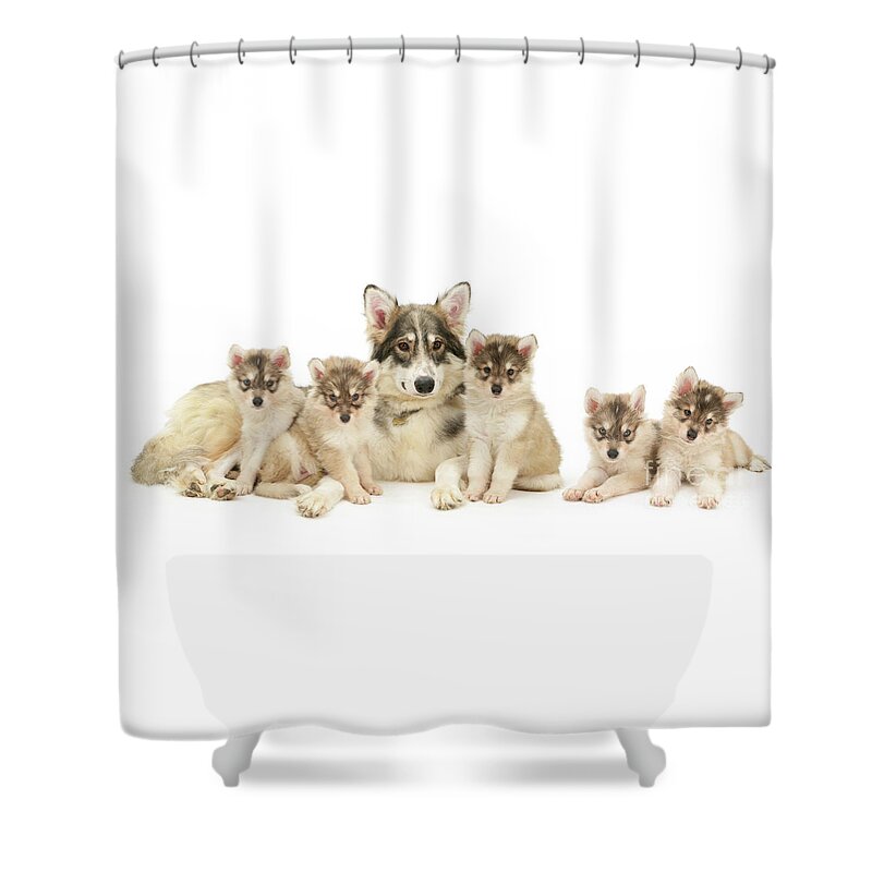 Utonagan Shower Curtain featuring the photograph Utonagan Mother with Five Puppies by Warren Photographic