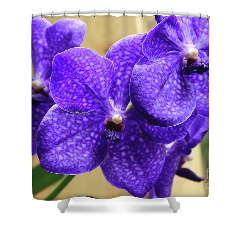 China Shower Curtain featuring the photograph Vanda Orchid II by Tanya Owens