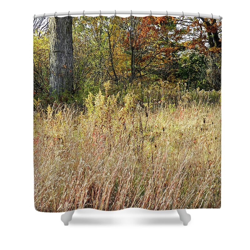 Long Grasses Shower Curtain featuring the photograph Various Long Grasses with a Background of Trees, Autumn, Saratoga County, NY by Lise Winne