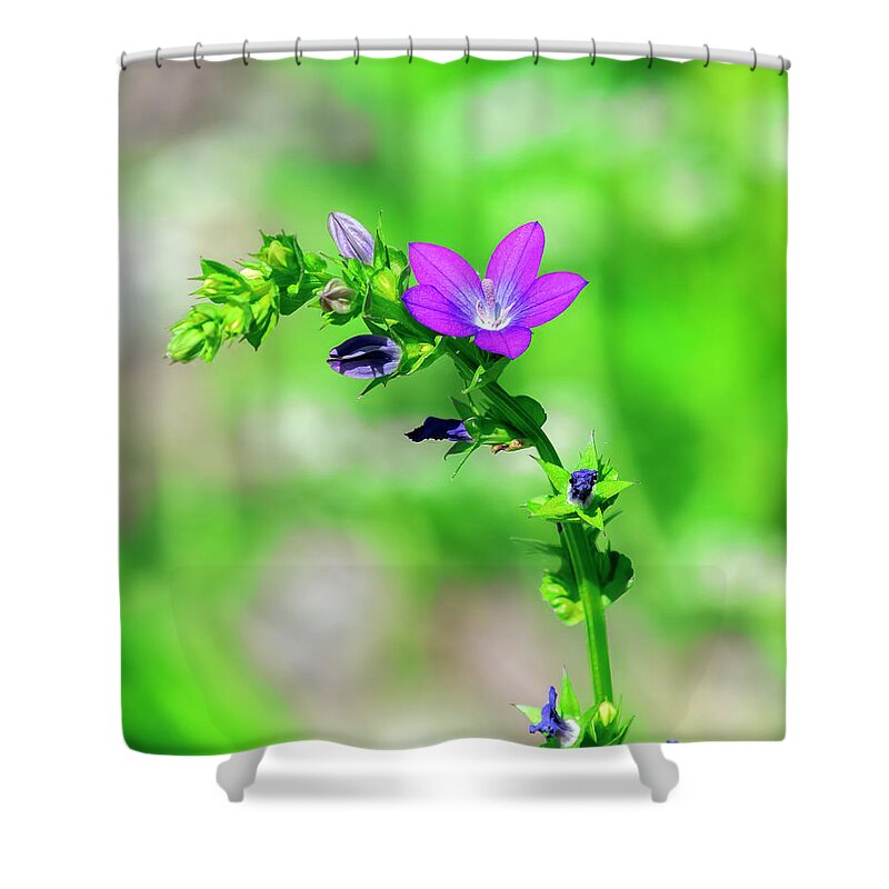Bellflower Family Shower Curtain featuring the photograph Venus' Looking-glass DFL1157 by Gerry Gantt