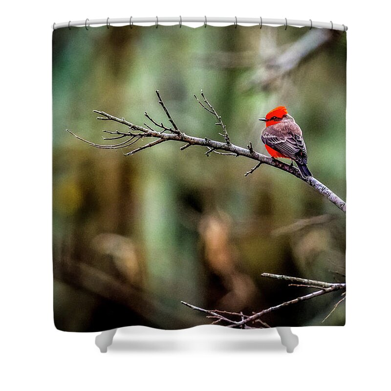 Bird Shower Curtain featuring the photograph Vermillion Flycatcher at Brazos Bend by David Morefield