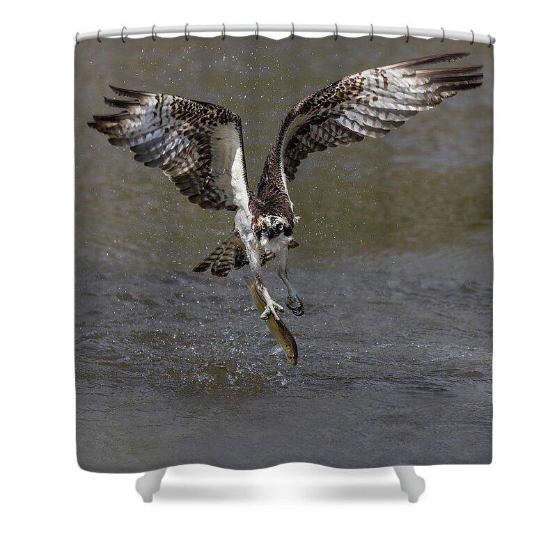 Predator Shower Curtain featuring the photograph Trophy Rising by Art Cole