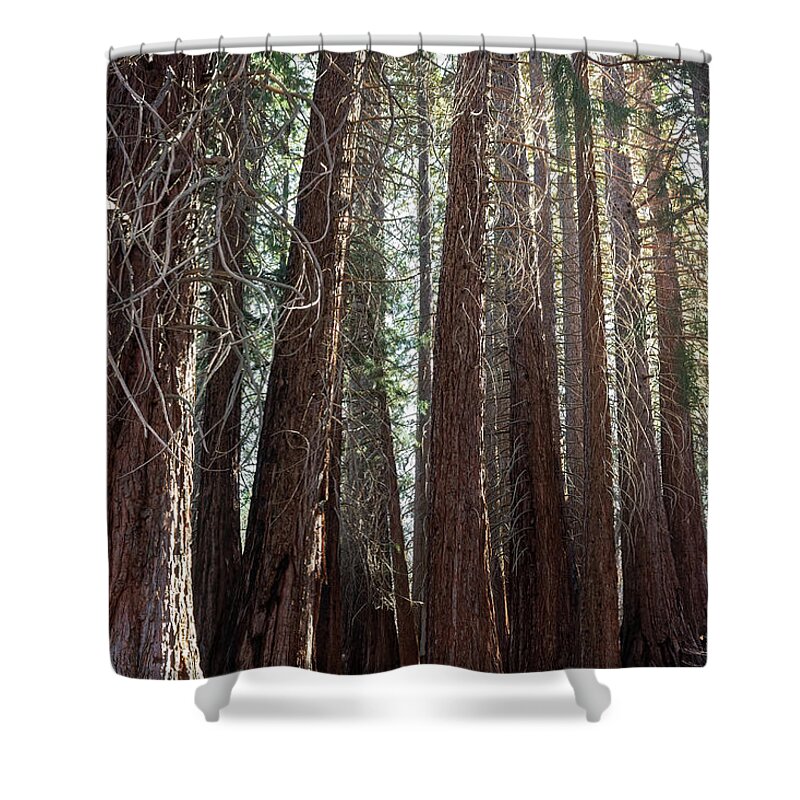 Tall Trees Shower Curtain featuring the photograph Very Tall Trees by Alison Frank