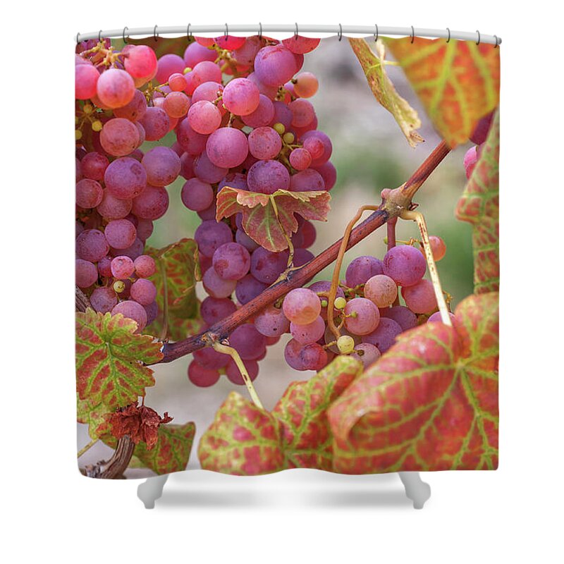 Jenny Rainbow Fine Art Photography Shower Curtain featuring the photograph Vines with Ripe Red Grapes by Jenny Rainbow