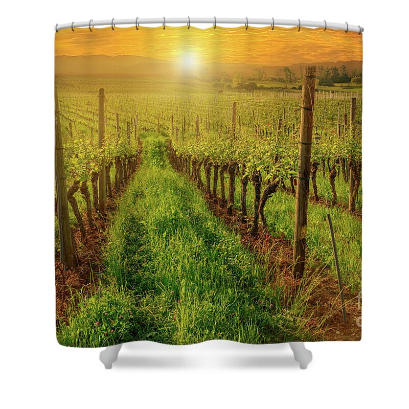 Terraced Vineyards Shower Curtain featuring the photograph vineyards of Hallau in Switzerland by Benny Marty