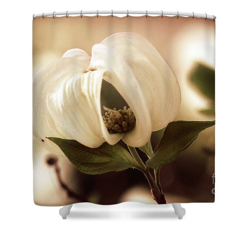 Dogwood; Dogwood Blossom; Blossom; Flower; Vintage; Macro; Close Up; Petals; Sepia; Leaves; Tree; Branches Shower Curtain featuring the photograph Vintage Dogwood on the Verge of Blooming by Tina Uihlein