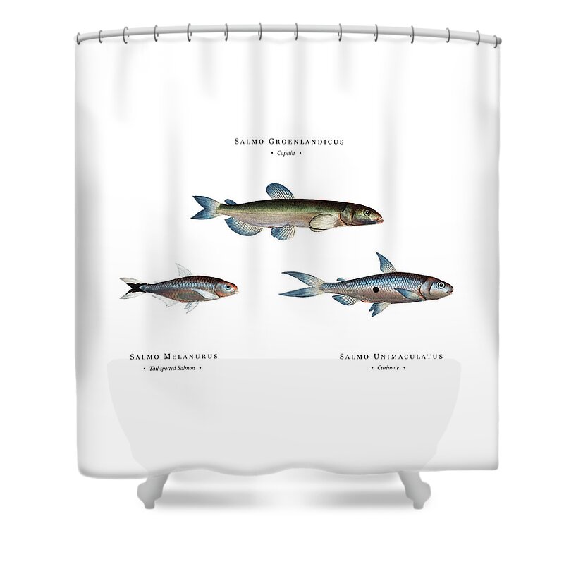 Illustration Shower Curtain featuring the digital art Vintage Fish Illustration - Capelin, Tail-spotted Salmon, Curimate by Studio Grafiikka