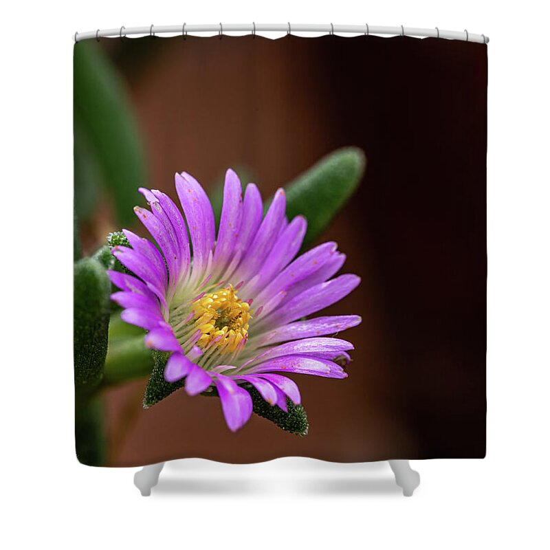Flowers Shower Curtain featuring the photograph Violet and Yellow by David Lee