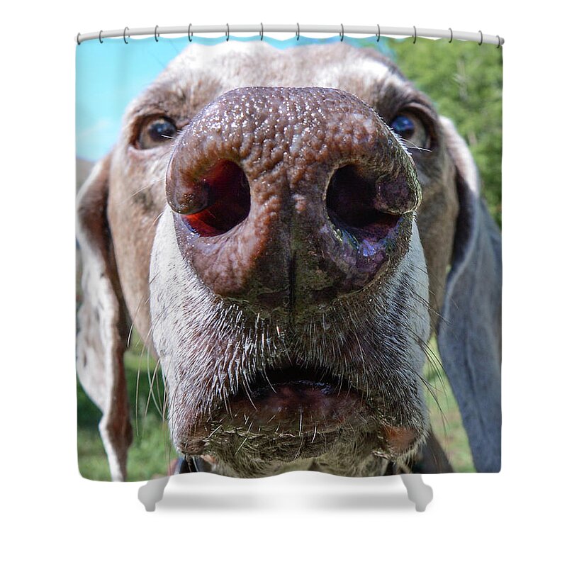 Weimaraner Shower Curtain featuring the photograph Violet's Nose by Cherie Bosela