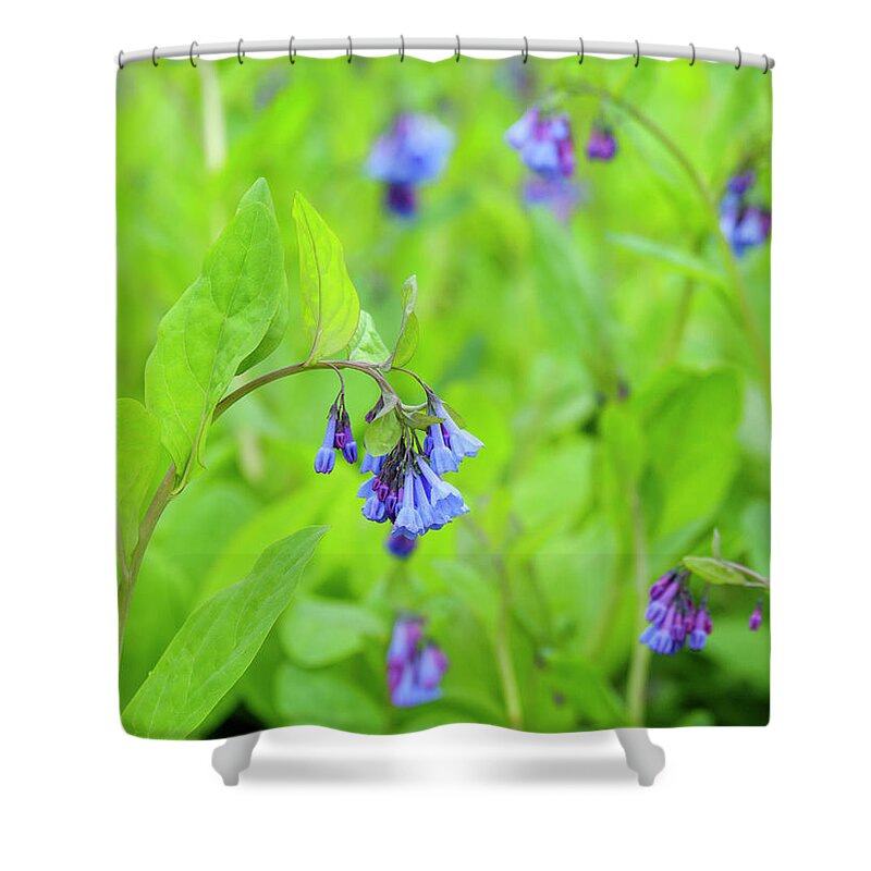 Bluebells Shower Curtain featuring the photograph Virginia Bluebells 6 by Todd Bannor