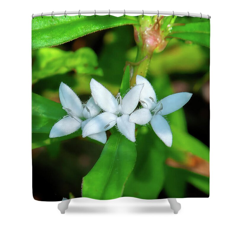 Virginia Buttonweed Shower Curtain featuring the photograph Virginia Buttonweed or Buttonweed DFL1289 by Gerry Gantt