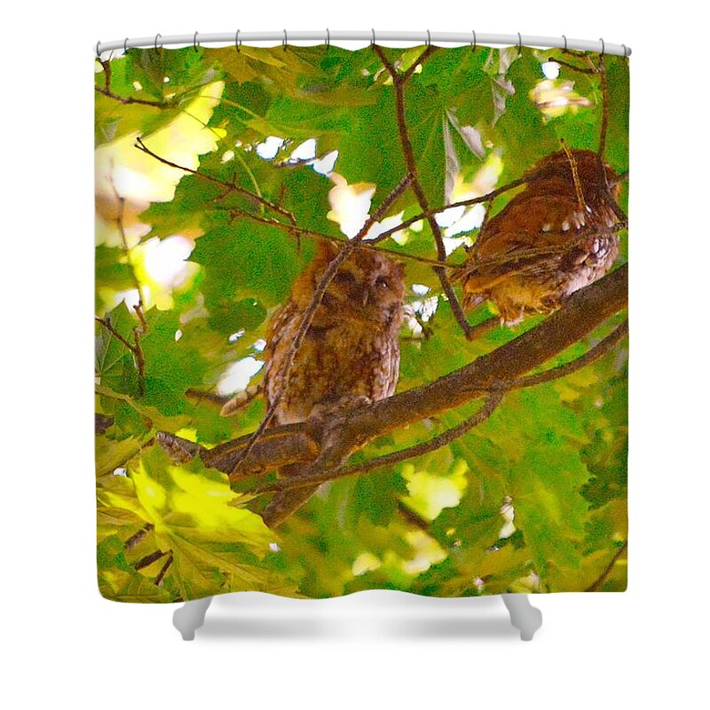 Eastern Screech Owls Shower Curtain featuring the photograph Visitors in my Backyard by Stacie Siemsen
