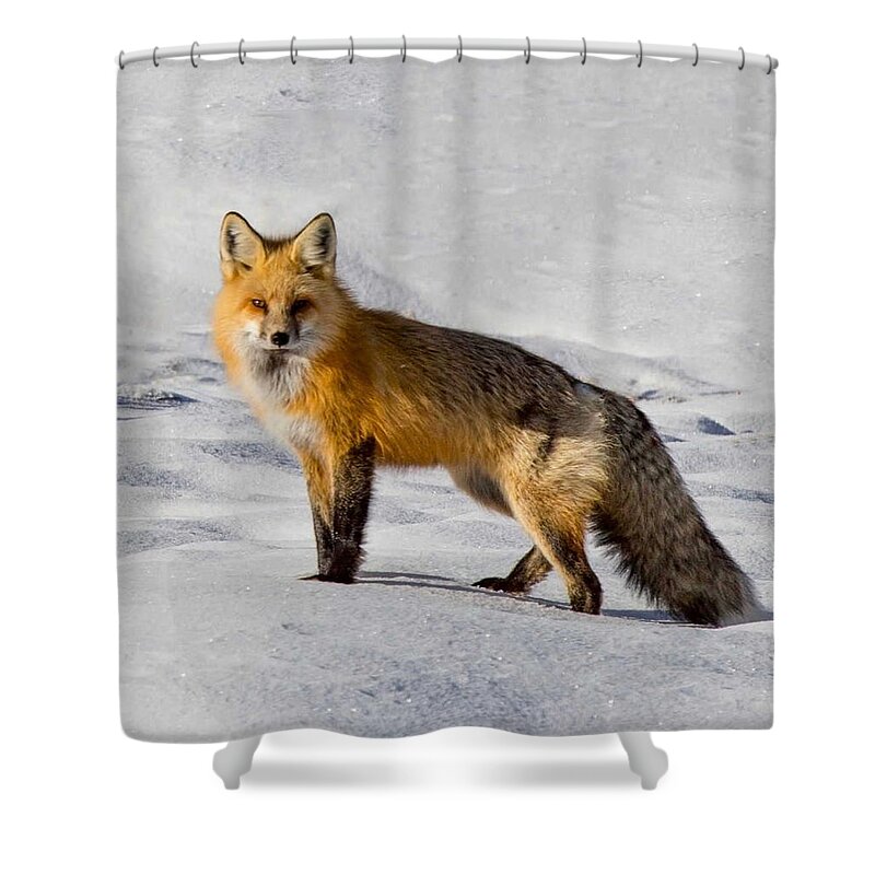 Fox Shower Curtain featuring the photograph Vixen by Carolyn Mickulas