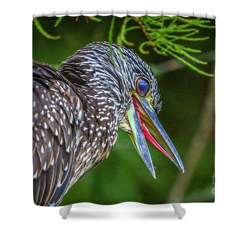 Heron Shower Curtain featuring the photograph Vocal Night Heron by Tom Claud