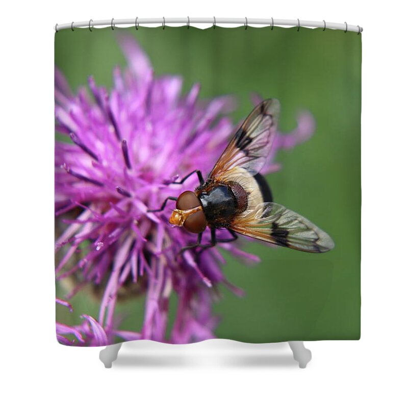 Volucella Pellucens Shower Curtain featuring the photograph Volucella pellucens sitting and standing on red clover trying find some sweet by Vaclav Sonnek