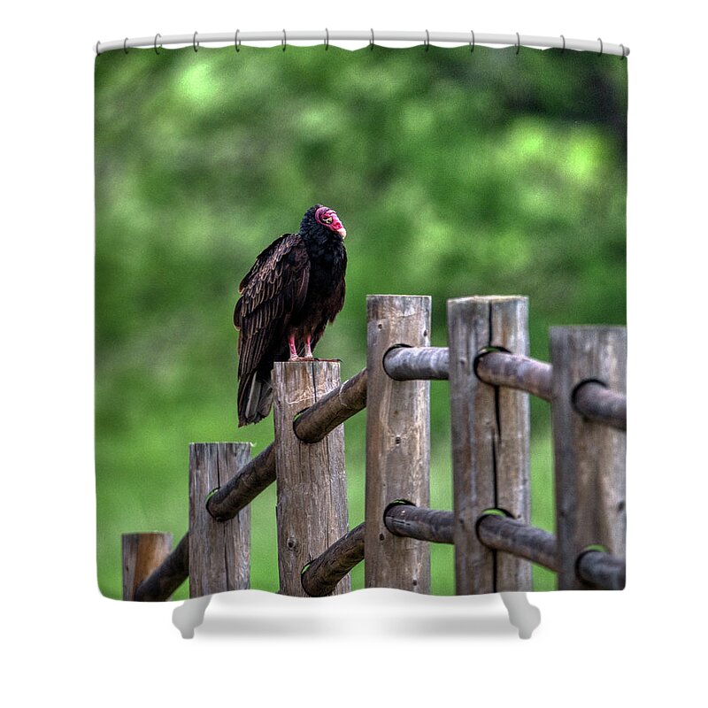 Wildlife Shower Curtain featuring the photograph Vulture on a Post by Paul Freidlund