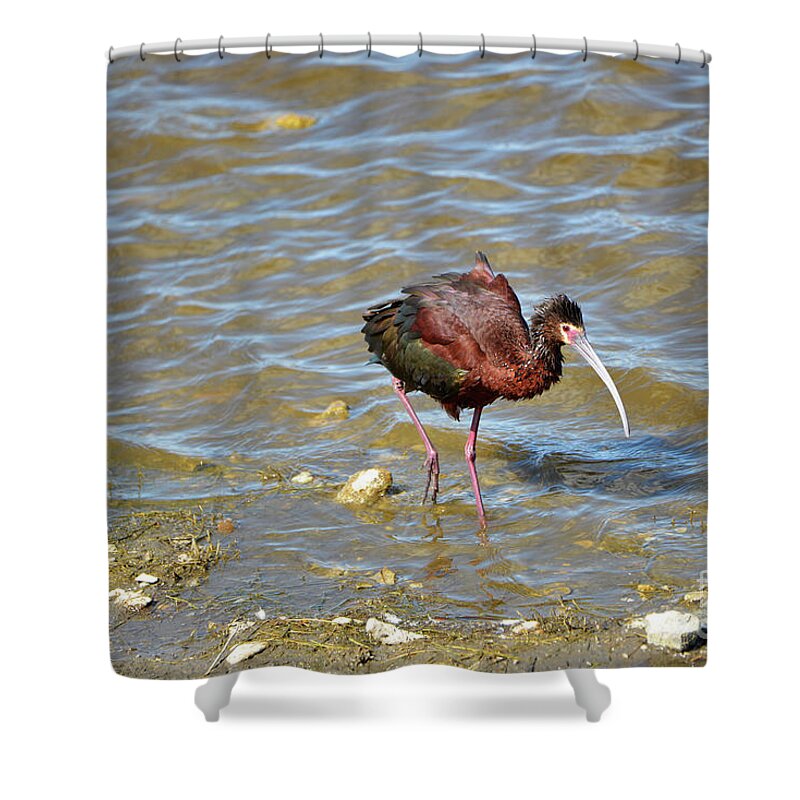 Denise Bruchman Photography Shower Curtain featuring the photograph Wading in the Shallows by Denise Bruchman