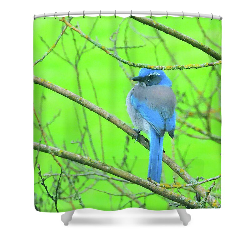  California Scrub-jay Shower Curtain featuring the photograph Waiting for Peanuts by Scott Cameron