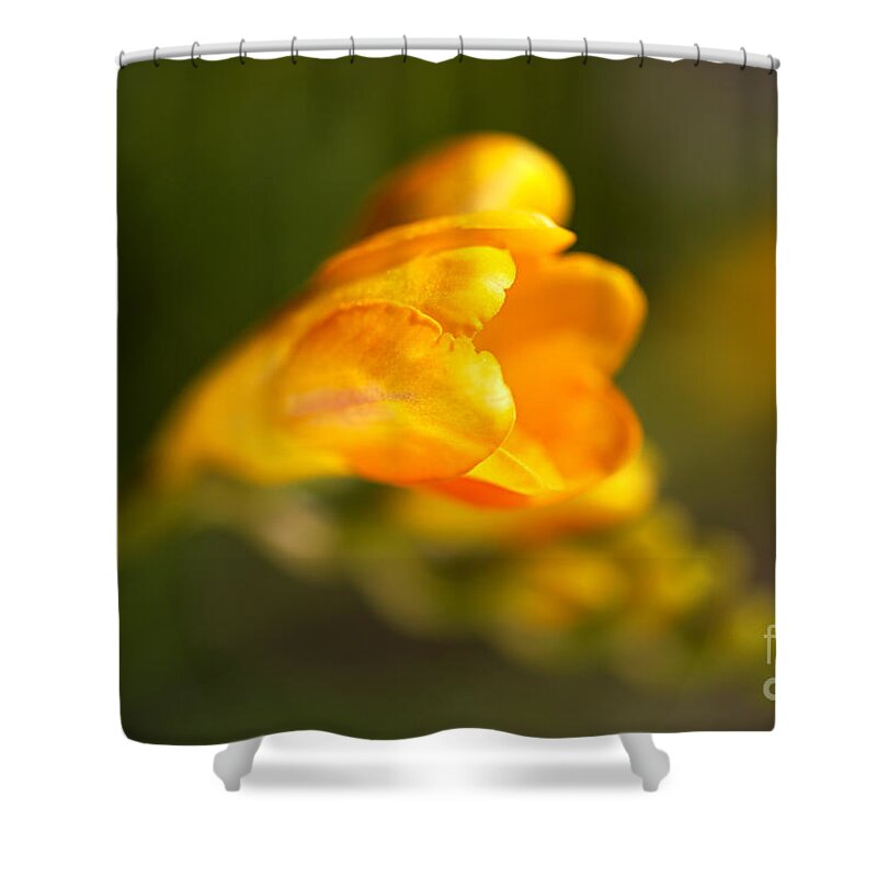 Waking Up Freesia Shower Curtain featuring the photograph Waking Up Freesia by Joy Watson