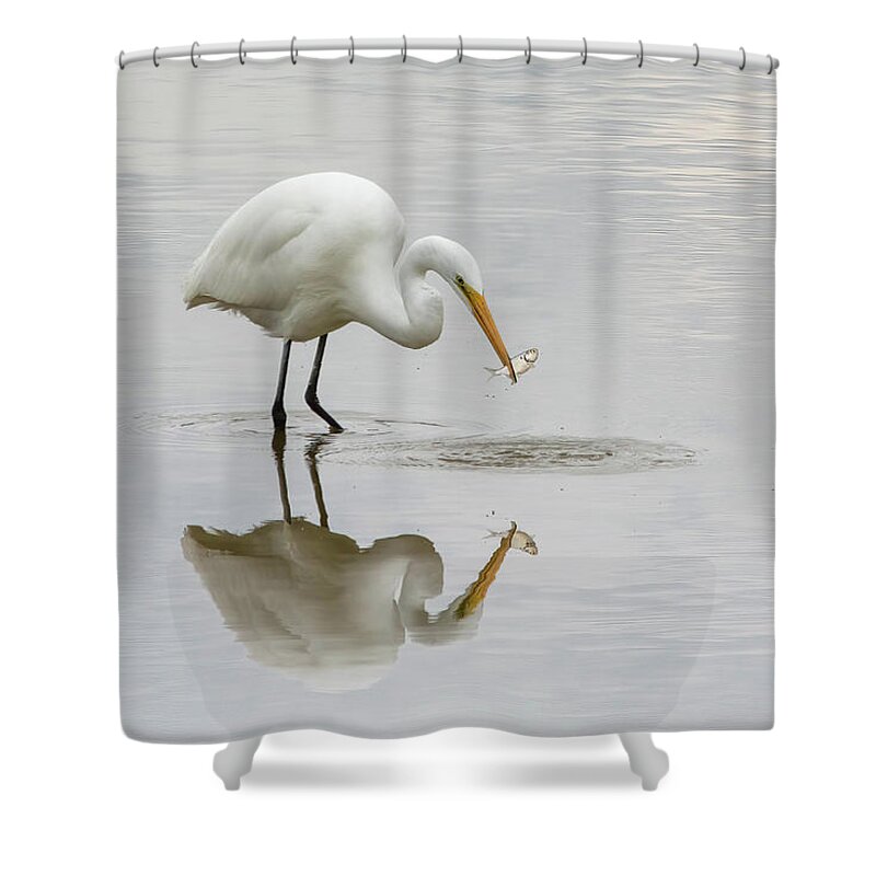 White Birds Shower Curtain featuring the photograph Wanna Catch Some Lunch? by Linda Shannon Morgan