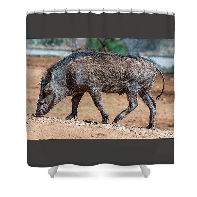  Shower Curtain featuring the photograph Warthog by Al Judge